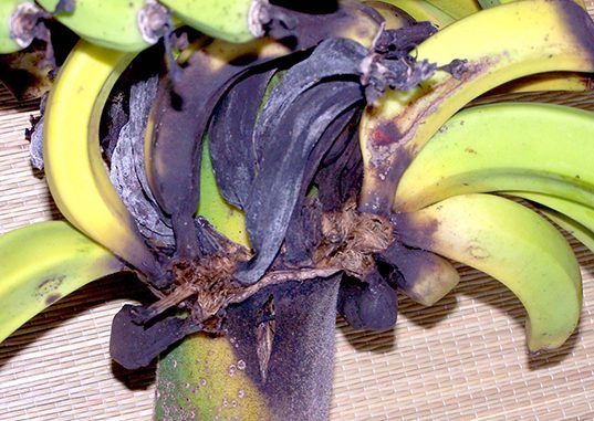 Bananas are at risk of becoming extinct due to a killer fungus