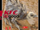 KFC Spider chickens
