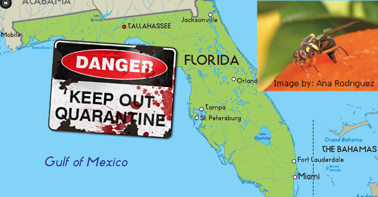 Florida - fruit fly invasion - oriental fruit fly - quarantine
