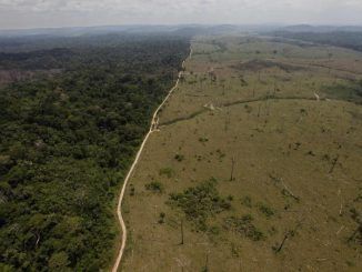Monsanto announce plans to team up with WWF and turn the Amazon rainforest into a GMO plantation