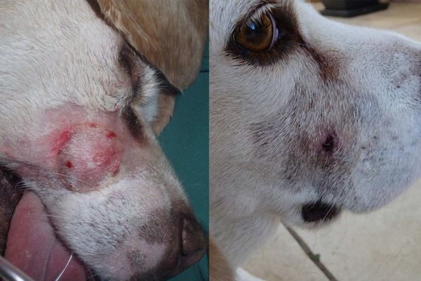 Oscar the dog pre-treatment (L) and 15 days after treatment (R). Photo credit: QIMR Berghofer Medical Institute.