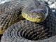 A female snake has given birth without a male companion