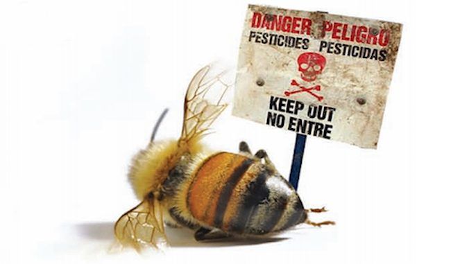 A whistleblower has come forward alleging that the USDA hid evidence that pesticides are responsible for the decline in bee populations