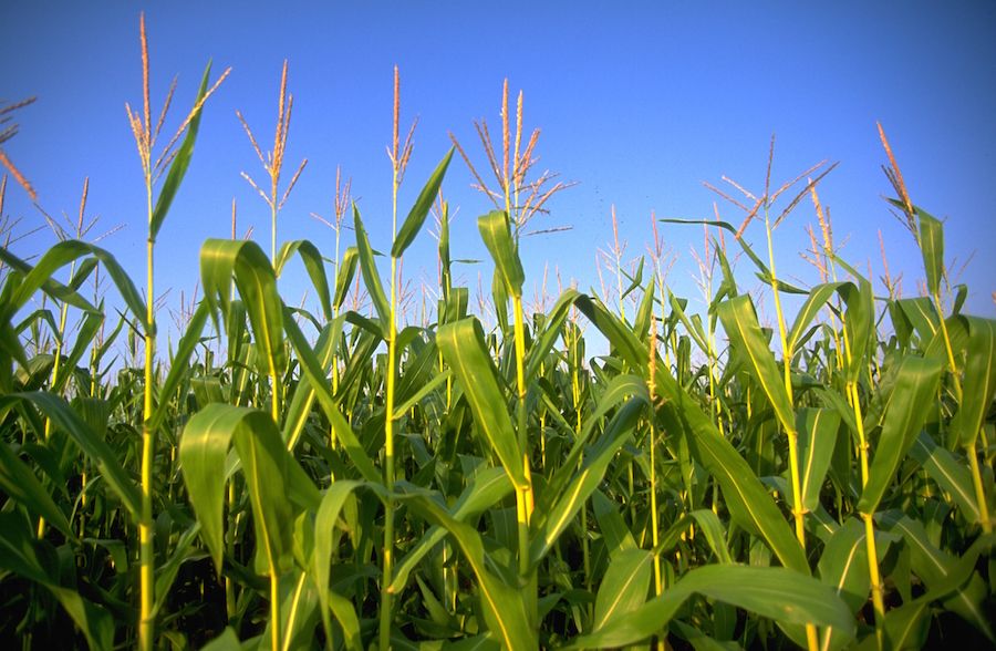 66% of EU states ban GMO crops