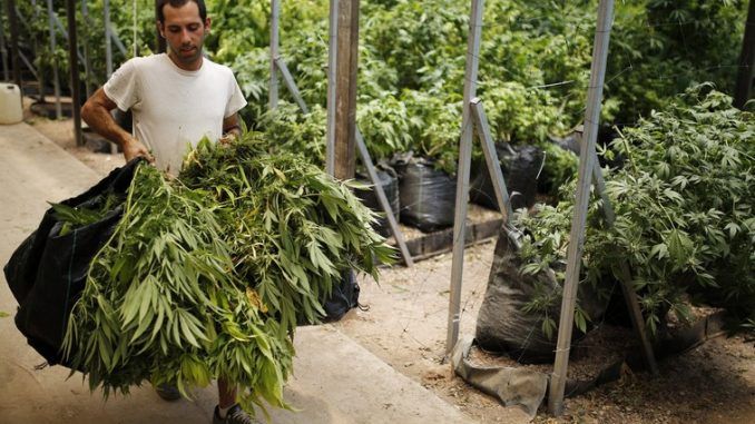 Is Iran about to legalise cannabis?