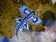 blue sea slug