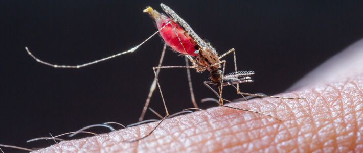 World's first GMO mosquito created