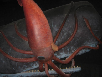 giant architeuthis squid