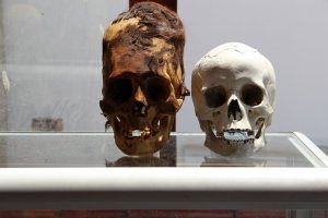 paracas skulls