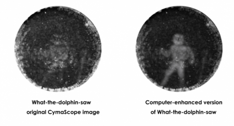 CymaScope image shows how a dolphin saw a submerged man, with a computer-enhanced image at right 