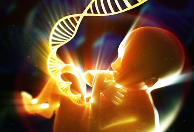 Monsanto chemicals found to destroy human embryo cells