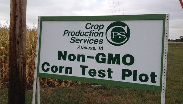 US farmers drop GMO crops in large numbers