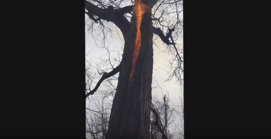 Ohio hikers capture a burning 'devil tree' on camera
