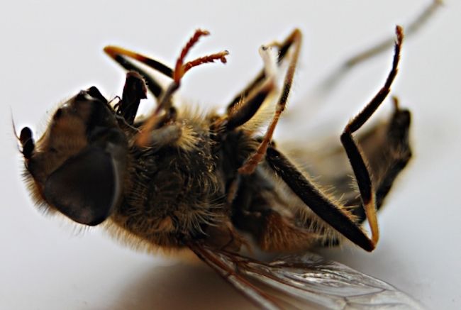 EPA admit they knew that bees were dying 20 years ago due to pesticide poisoning