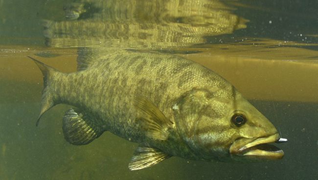 Intersex fish found in United States due to pesticide poisening
