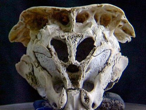 rhodorpe alien skull