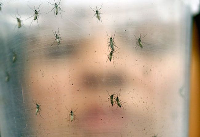 Deadly zika virus arrives in Europe, killing one
