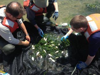 Fish Test Positive For Anti-depressants & Cocaine In Puget Sound