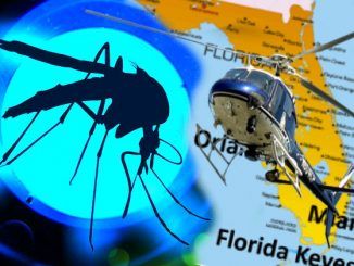 Brazils GM mosquitoes are spreading brain cancer