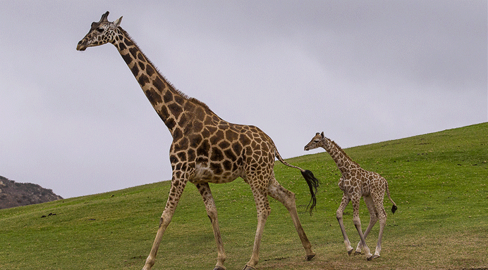Poaching Has Left Congo Giraffes Close To Extinction The People S Voice