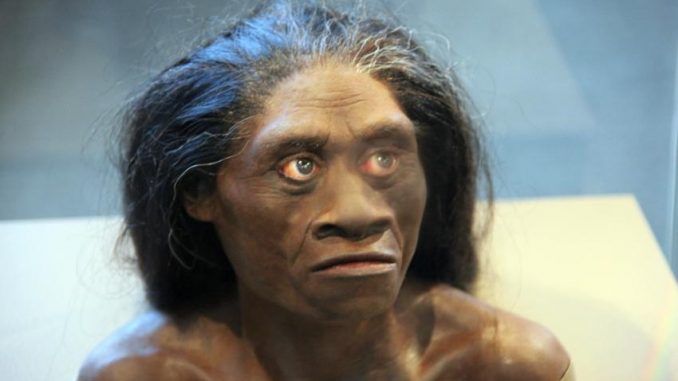 Study Claims Indonesian 'Hobbits' Were Not Human