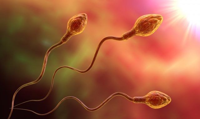 Scientists Successfully Grow Fully Functioning Sperm In Laboratory