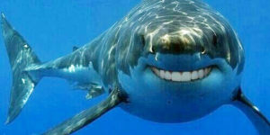 Humans Could Soon Regrow Teeth Like Sharks Scientists Say
