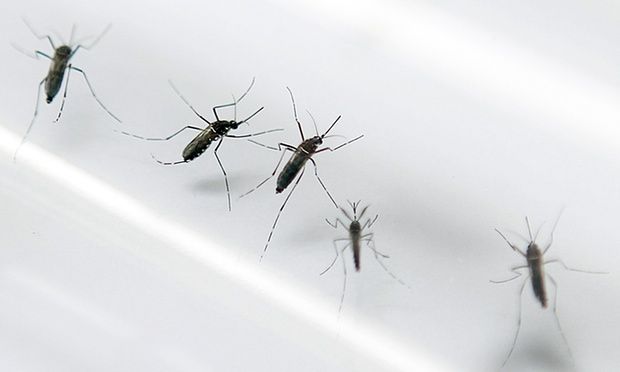 Researchers Now Say Zika Virus May Increase Risk Of Mental Illness