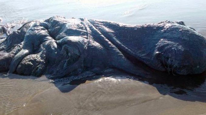 Mysterious 13ft sea monster washes ashore in Mexico