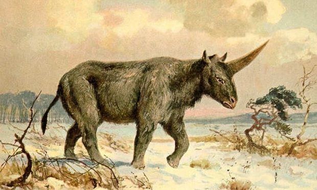 Extinct 'Siberian unicorn' may have lived alongside humans, fossil suggests