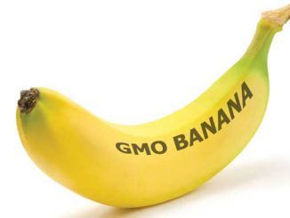 Gates Foundation To Pay Students To Take Part In GMO Banana Trial