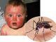 US to released genetically modified (GM) mosquitoes across America