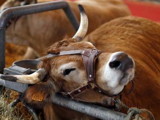France confirms first case of mad cow disease in over 5 years