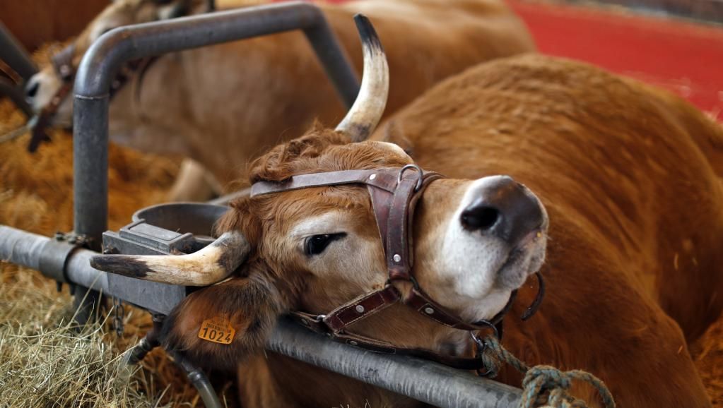 France confirms first case of mad cow disease in over 5 years