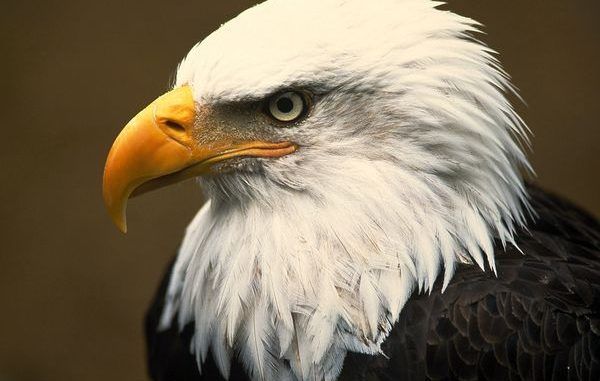 Once considered on the brink of extinction, bald eagles have recovered well enough to be removed from the endangered species list, although they are still protected by laws dating back to 1918.