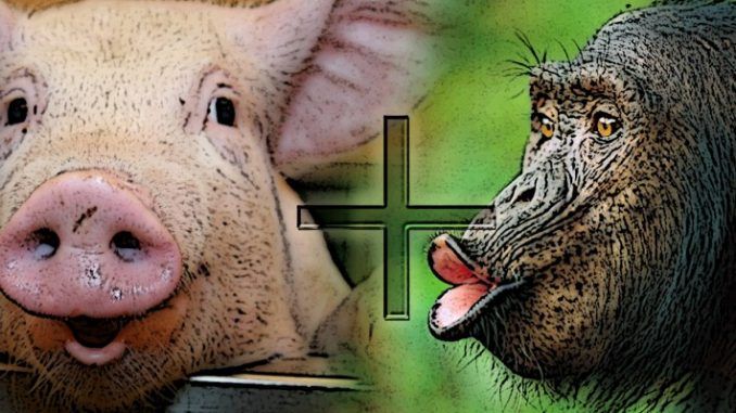 An american hybridization expert claims the human race may have evolved from a chimpanzee and pig mating