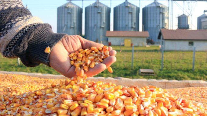 USDA approves use of Monsanto's GMO corn without restrictions