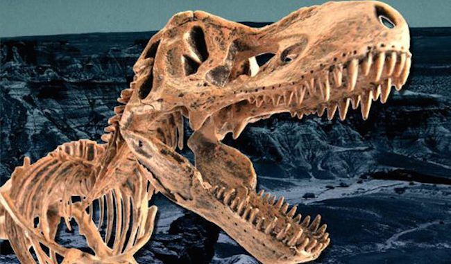 Scientists discover dinosaur fossil proving evolution