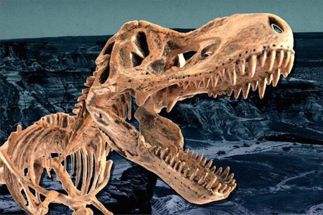 Scientists discover dinosaur fossil proving evolution