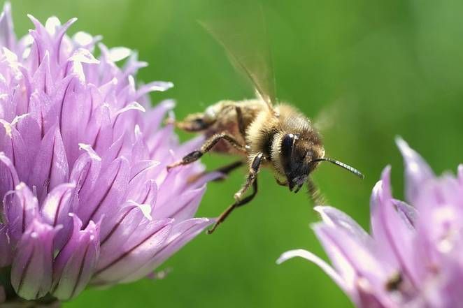 Up To 57 Different Pesticides Are Poisoning Honeybees In Europe