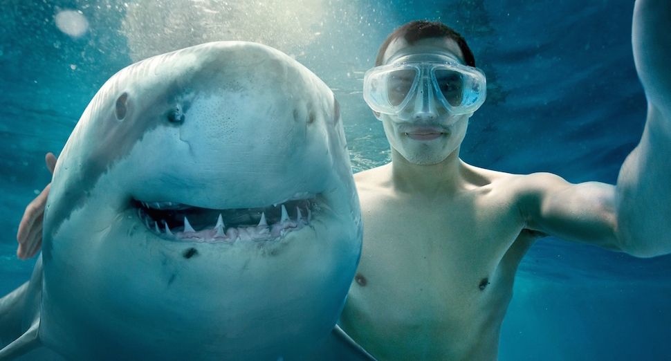 An Oregon man on honeymoon in Miami took a selfie with a shark – and didn’t live to tell the tale