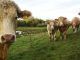 Dairy farmers boycott vaccination programs