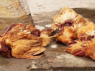 200 birds in China are dead after being attacked by a mysterious bloodsucking vampire creature