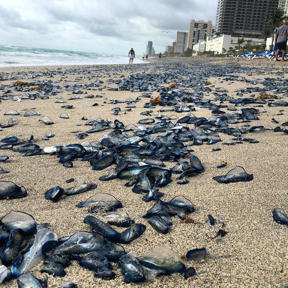 Mysterious Jellyfish Invasion Mystifies Florida Residents