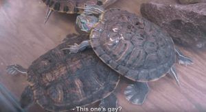 gay turtles