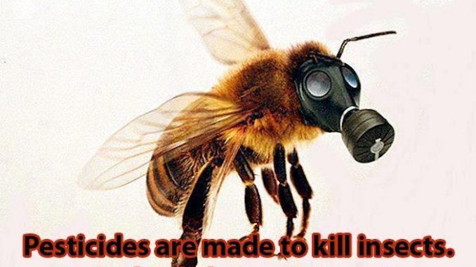 Monsanto's Big Secret: GMO Insect Planned To Replace Honey Bee