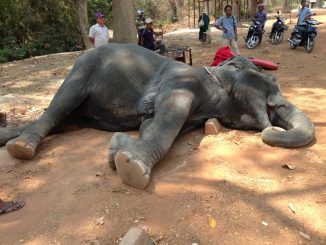 Tragic: elephant dies from exhaustion after being forced to carry tourists for 15 years