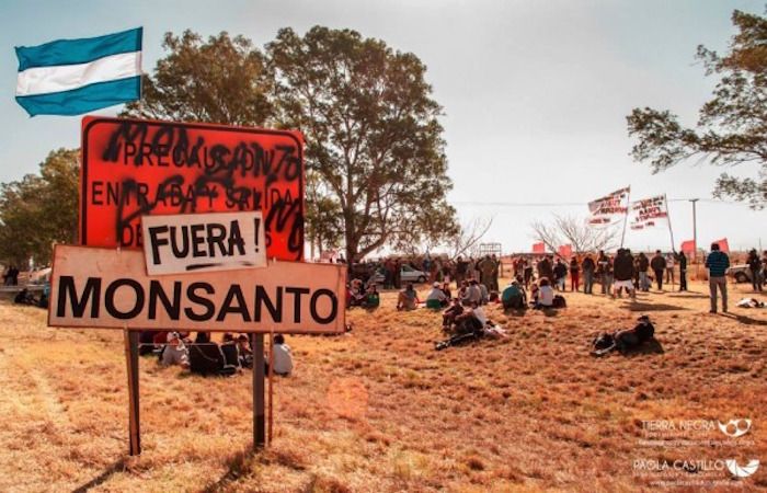 Monsanto taking Argentinian government to court over GM seed row