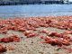 red crabs