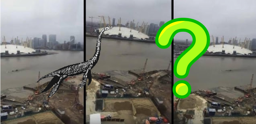 Mysterious creature filmed in the river Thames in London, UK